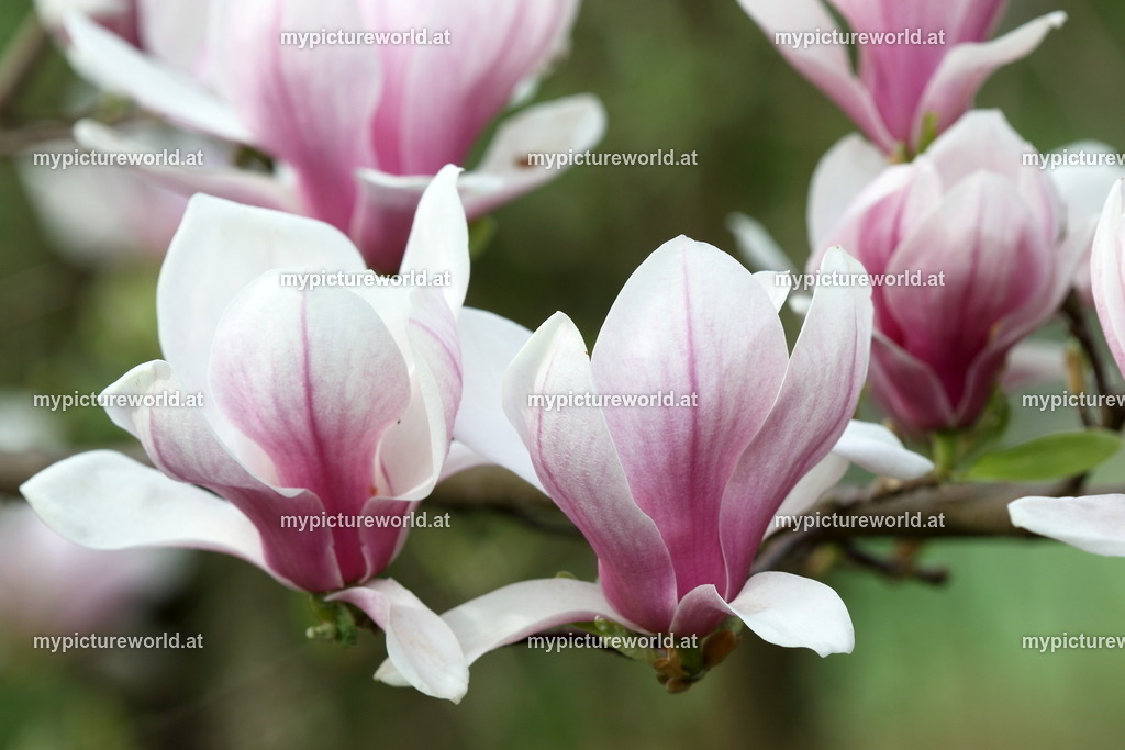 Tulpen-Magnolie-002 | Das Bilderarchiv über Tiere, Planzen und Landschaften. In der Bilddatenbank finden Sie ein große Auswahl an hochwertigen Bilder für Ihre Werbung - Realized with Pictrs.com