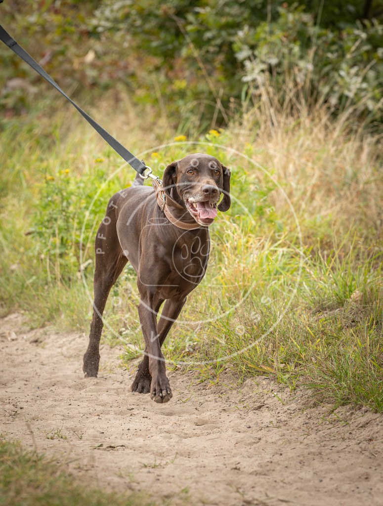 Pfotenfotografie_DV3A8011 | Hundefotografie, Tierfotograf, Pfotenfotografie, Fotoshooting Hund, Hunde Portrait, Hundesport, Hundeportraits, Heideshooting, Hunde, Sportfotograf, Hundefotograf, Turnierhundsport, THS,  - Realisiert mit Pictrs.com
