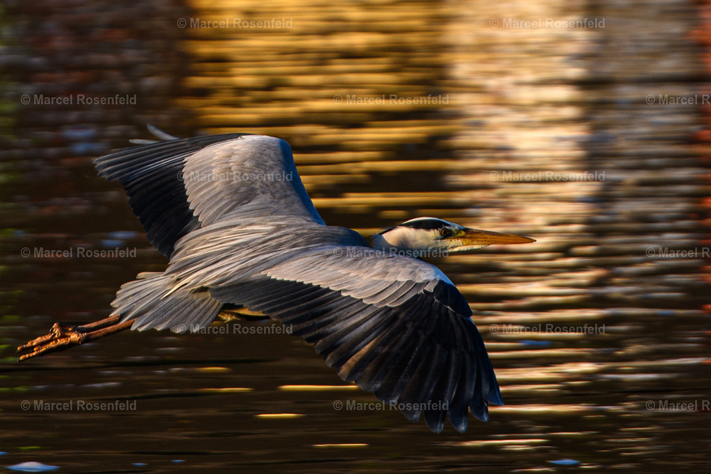 _DSC4303 (1) | foto-rosenfeld