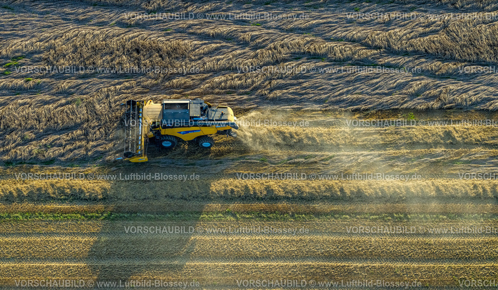 Werl230807378 | Luftbild, Feldarbeit mit Landmaschinen, Getreide mähen, Sönnern, Werl, Werl-Unnaer Börde, Nordrhein-Westfalen, Deutschland
