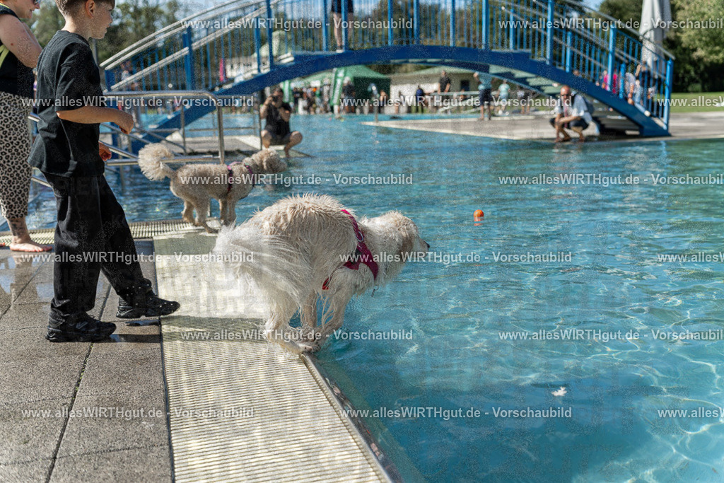 Hundeschwimmen_Volksbad_2026-allesWIRTHgut_Tierfotografie-2609061215-112531-7R509973 | Professionelle Tierfotografie in Mönchengladbach von Daniel Wirth (allesWIRTHgut). Liebevolle & natürliche Bilder von Hunden & Katzen für unvergessliche Erinnerungen.