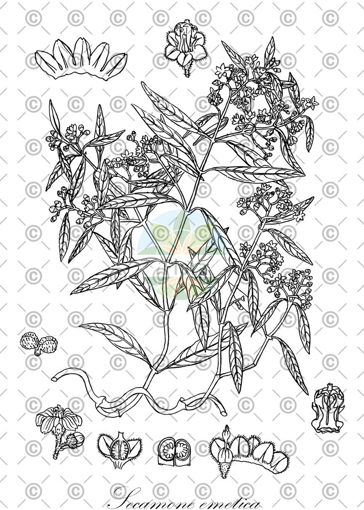 HistAbb_wfo-0000309082_1_ENZY_Simple | Historische Abbildung von Secamone emetica - Apocynaceae | Historical Illustration of Secamone emetica - Apocynaceae