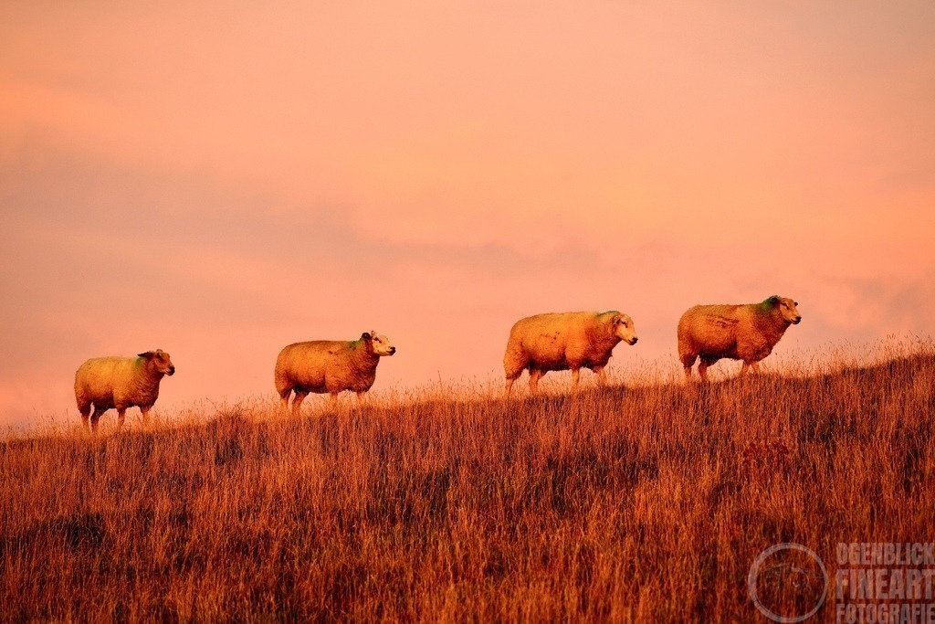 _CEE9953 | Björn Thiemann; Ogenblick.de; Fotografie; Photograph; Landscape, Pellworm, Schleswig-Holstein; Inselfotograf; Inselfotografien; Wattenmeer; National-Park; Naturschutzgebiet; Leuchtturm; Lighthouse; Leinwandbilder; Kalender; Pellworm Kalender;  - Realisiert mit Pictrs.com