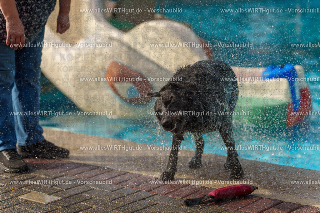 Hundeschwimmen_Grefrath_2026-allesWIRTHgut_Tierfotografie-11_25-7R503275 | Professionelle Tierfotografie in Mönchengladbach von Daniel Wirth (allesWIRTHgut). Liebevolle & natürliche Bilder von Hunden & Katzen für unvergessliche Erinnerungen.