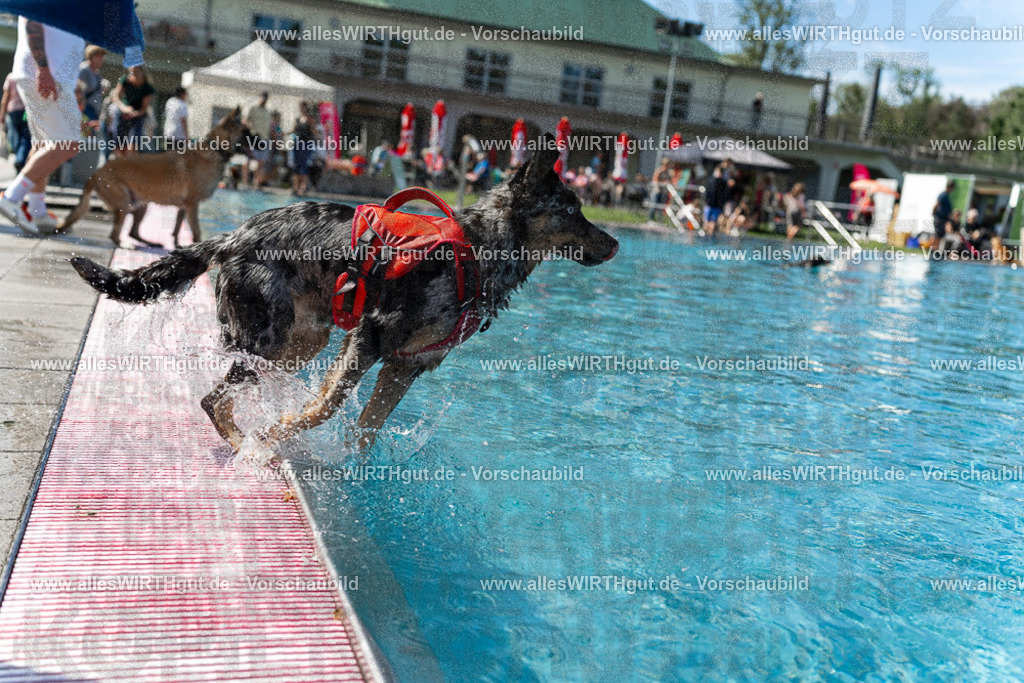 Hundeschwimmen_Volksbad_2026-allesWIRTHgut_Tierfotografie-2609061206-111631-7R500189 | Professionelle Tierfotografie in Mönchengladbach von Daniel Wirth (allesWIRTHgut). Liebevolle & natürliche Bilder von Hunden & Katzen für unvergessliche Erinnerungen.