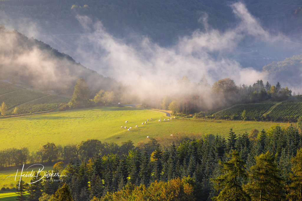Dunst nach Regnschauer | Bilder und Impressionen zu jeder Jahreszeit aus dem Sauerland im Naturpark Sauerland-Rothaargebirge - Realisiert mit Pictrs.com