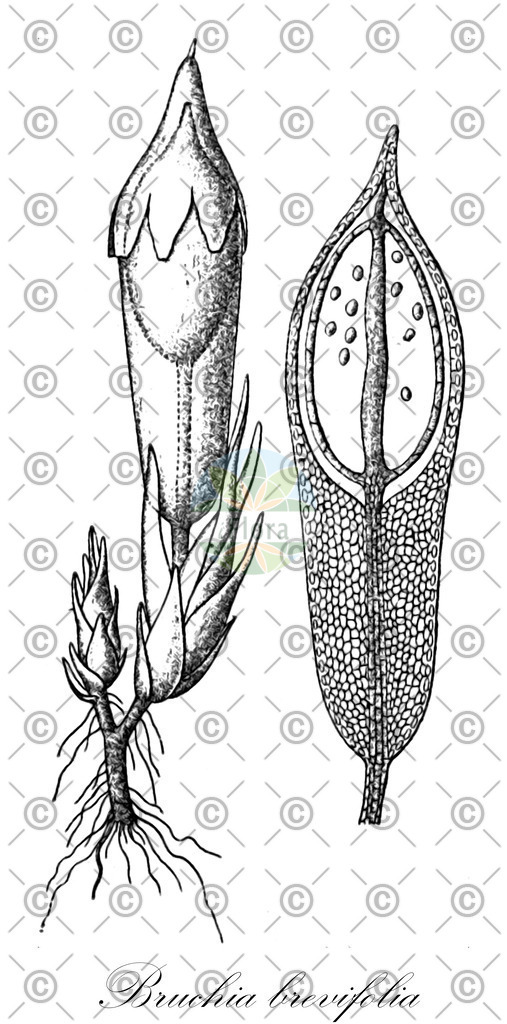 HistAbb_wfo-0001155827_1_ENZY_Simple | Historische Abbildung von Bruchia brevifolia - Bruchiaceae | Historical Illustration of Bruchia brevifolia - Bruchiaceae