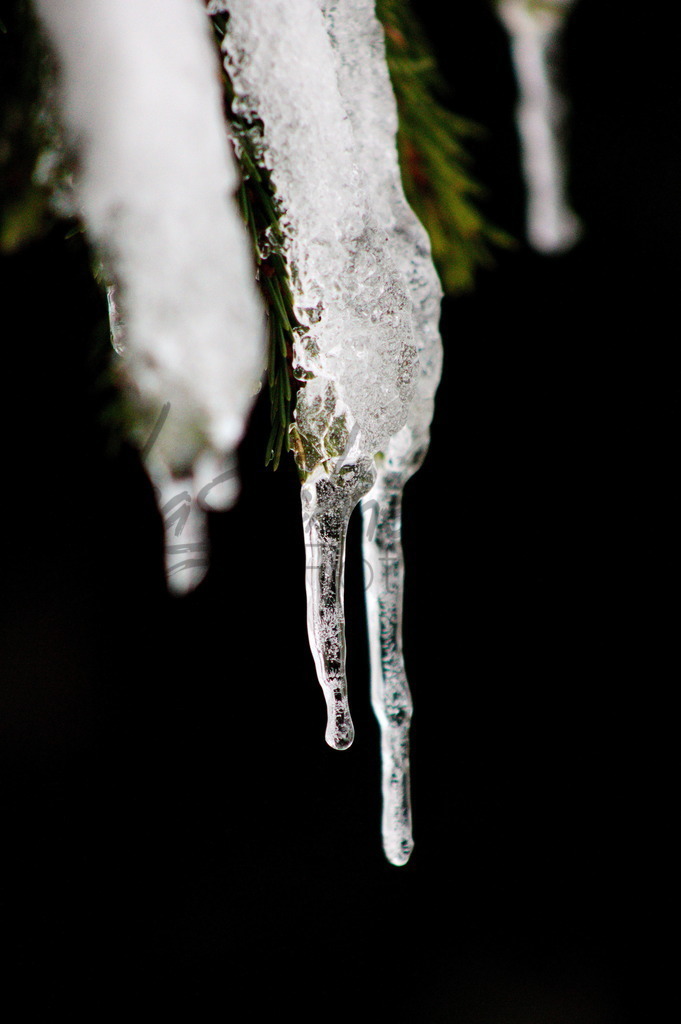 Winter 8 | Tannenzweig mit Eiszapfen - Realisiert mit Pictrs.com
