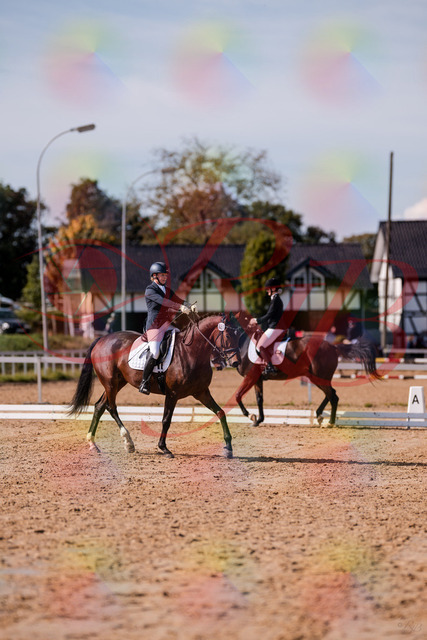 2026_10_03_Siefer-Hof_125729_Z81_45646705 | Professionelle Reitsport-, Turnier- und Eventfotografie von Robert Broda. Galerien mit ausgewählten und bearbeiteten Bildern direkt online ansehen und bestellen.