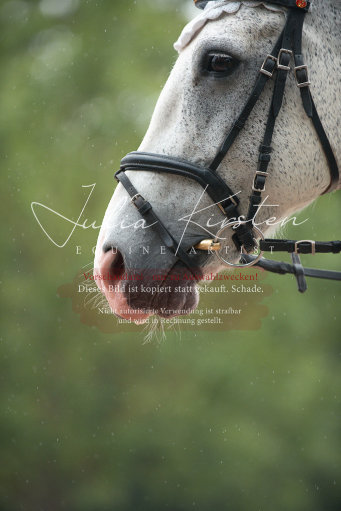 DSC_9692 | Pferde- und Turnierfotografie in Westsachsen. Pferdeportraits, Auftragszeichnungen und intuitive Kunst.