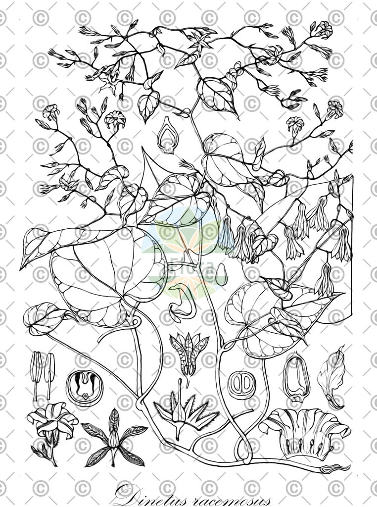 HistAbb_wfo-0000864793_1_ENZY_Simple | Historische Abbildung von Dinetus racemosus - Convolvulaceae | Historical Illustration of Dinetus racemosus - Convolvulaceae