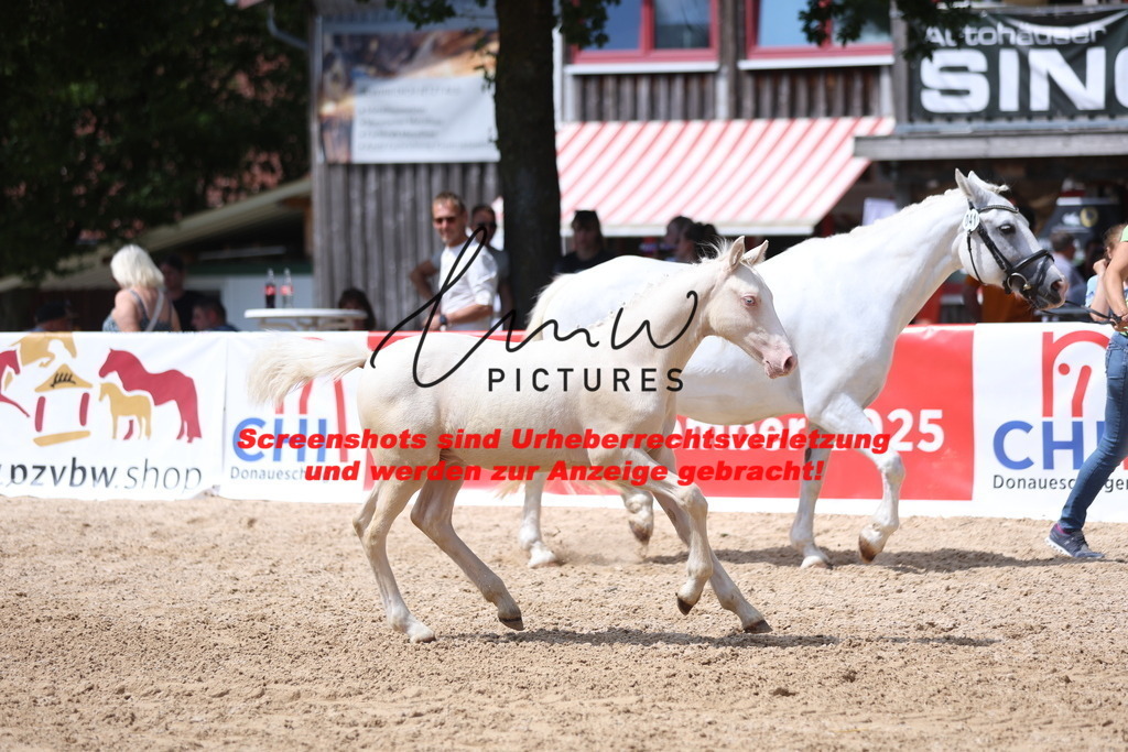 Fohlenschau_Schwäbisch_Hall_Ponys_KN 41_10 | lmwpictures - Realisiert mit Pictrs.com