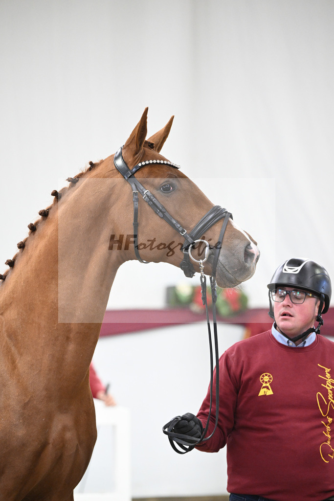 Kat-Nr. 81 Kincsem x Diaron_Matthias Schlamminger_47252765 | hf-fotografie - Realisiert mit Pictrs.com