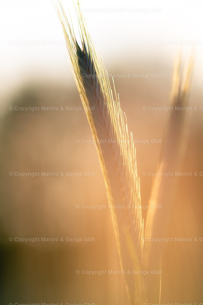 Markus Gerigk_34 | Martini & Gerigk - Realisiert mit Pictrs.com