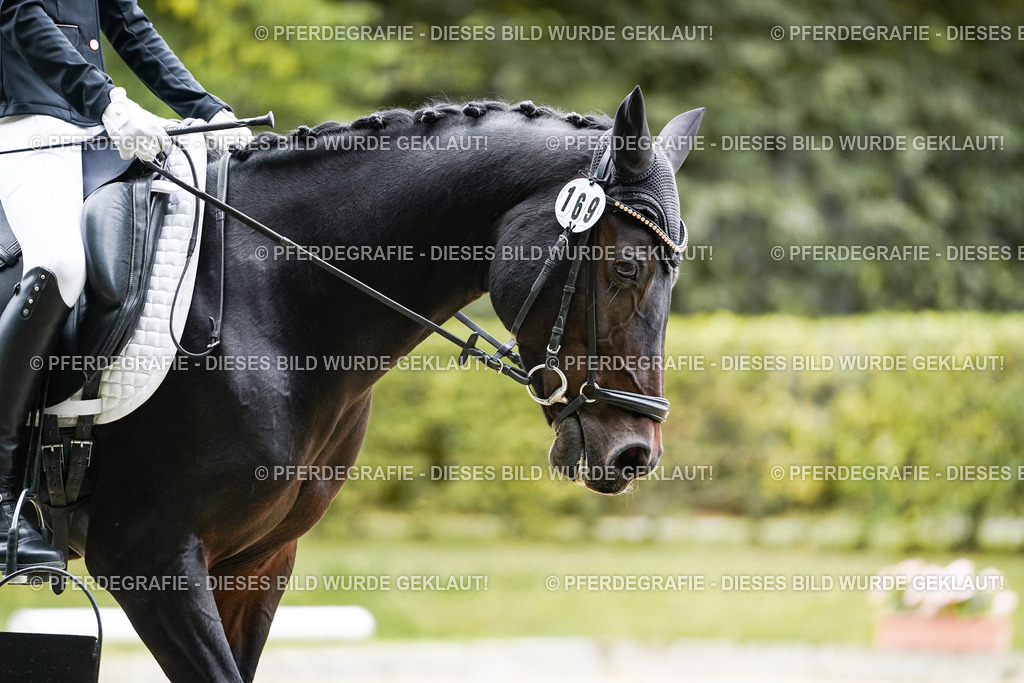 DSC09576 | Pferdegrafie