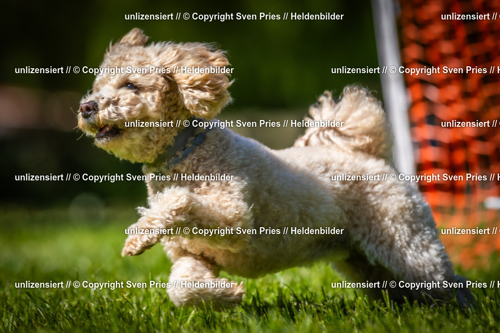 Hunderennen_April_2026_858 | 2026-04-26 - Hunderennen Baden-Oos April 2026 - Realisiert mit Pictrs.com