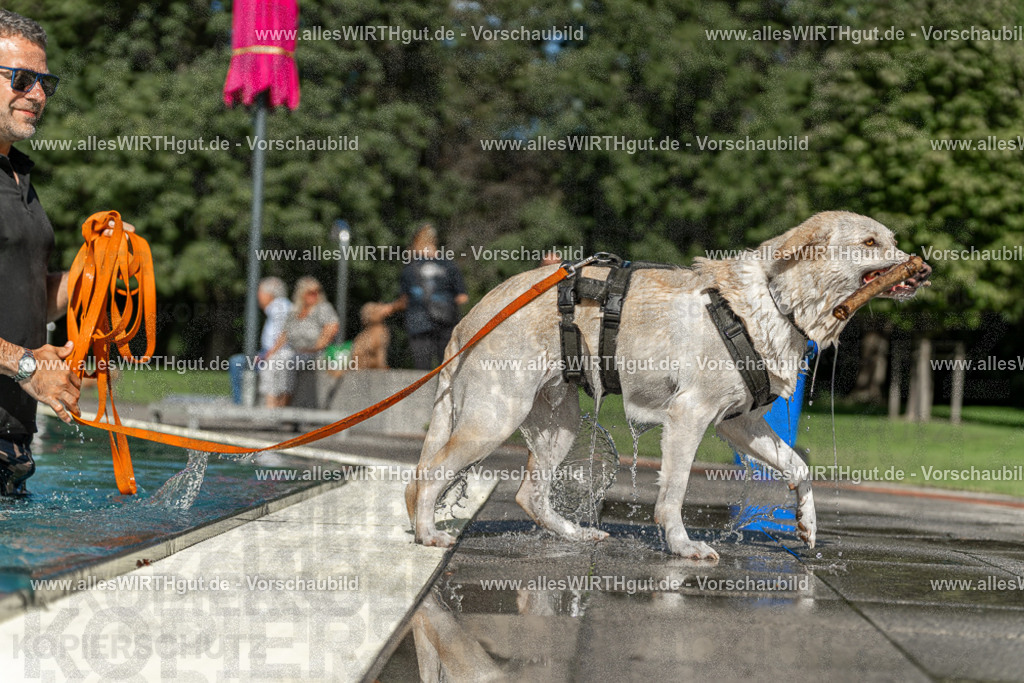 Hundeschwimmen_Volksbad_2026-allesWIRTHgut_Tierfotografie-2609061546-7R501850 | Professionelle Tierfotografie in Mönchengladbach von Daniel Wirth (allesWIRTHgut). Liebevolle & natürliche Bilder von Hunden & Katzen für unvergessliche Erinnerungen.