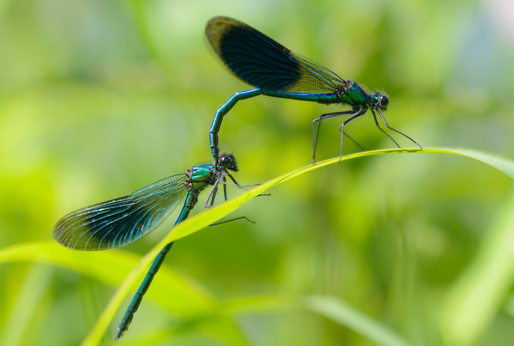 2022-103 | Gebänderte Prachtlibelle (Calopteryx splendens) - Realisiert mit Pictrs.com