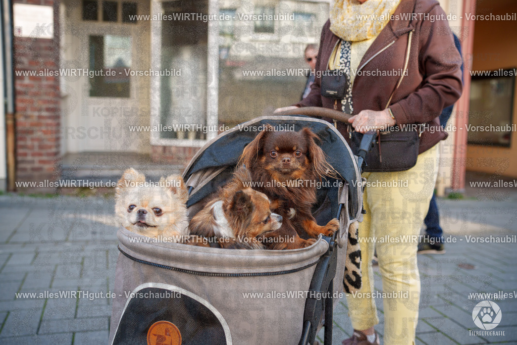 Pfötchenmarkt Nettetal-Lobberich 2026 - Nettetal-Tag - Daniel Wirth - www.allesWIRTHgut.de - @allesWIRTHgut_Tierfotografie 7R507815 | Professionelle Tierfotografie in Mönchengladbach von Daniel Wirth (allesWIRTHgut). Liebevolle & natürliche Bilder von Hunden & Katzen für unvergessliche Erinnerungen.