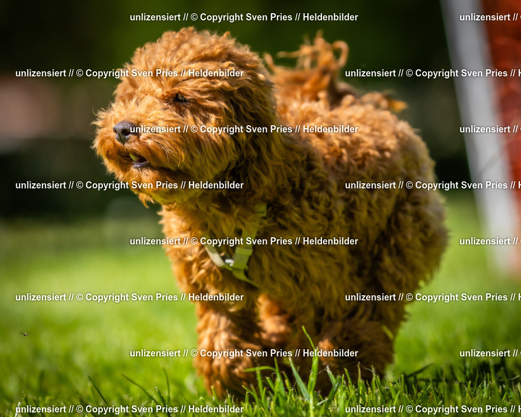 Hunderennen_April_2026_924 | 2026-04-26 - Hunderennen Baden-Oos April 2026 - Realisiert mit Pictrs.com