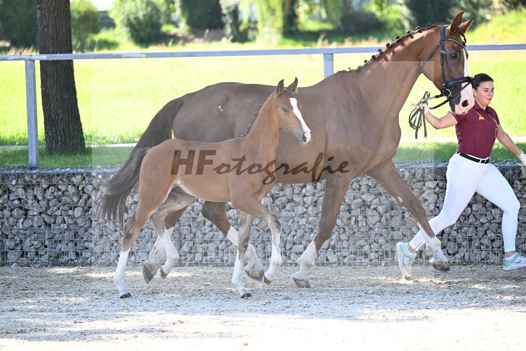 Kat-Nr. 7 Fuerst Grandios x Diamond Hit_HF_Hirschinger_26250094 | hf-fotografie - Realisiert mit Pictrs.com