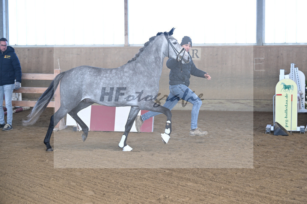 Kat-Nr. 3 Golden Diamond K v. GoldenGray_Koldas_49250049 | hf-fotografie - Realisiert mit Pictrs.com