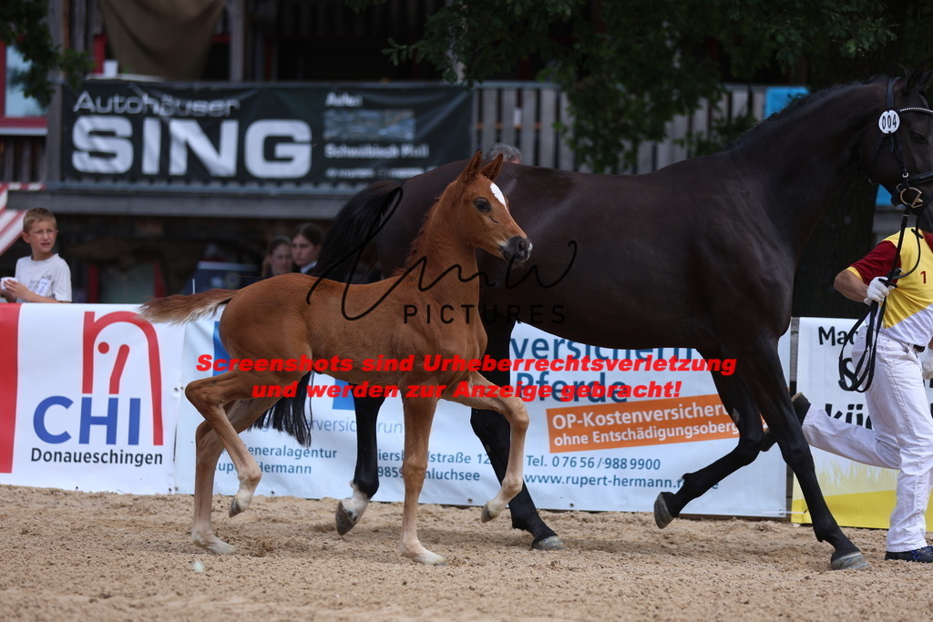 Fohlenschau_Schwäbisch_Hall_dressurbetonte_Fohlen_KN 4_7 | lmwpictures - Realisiert mit Pictrs.com