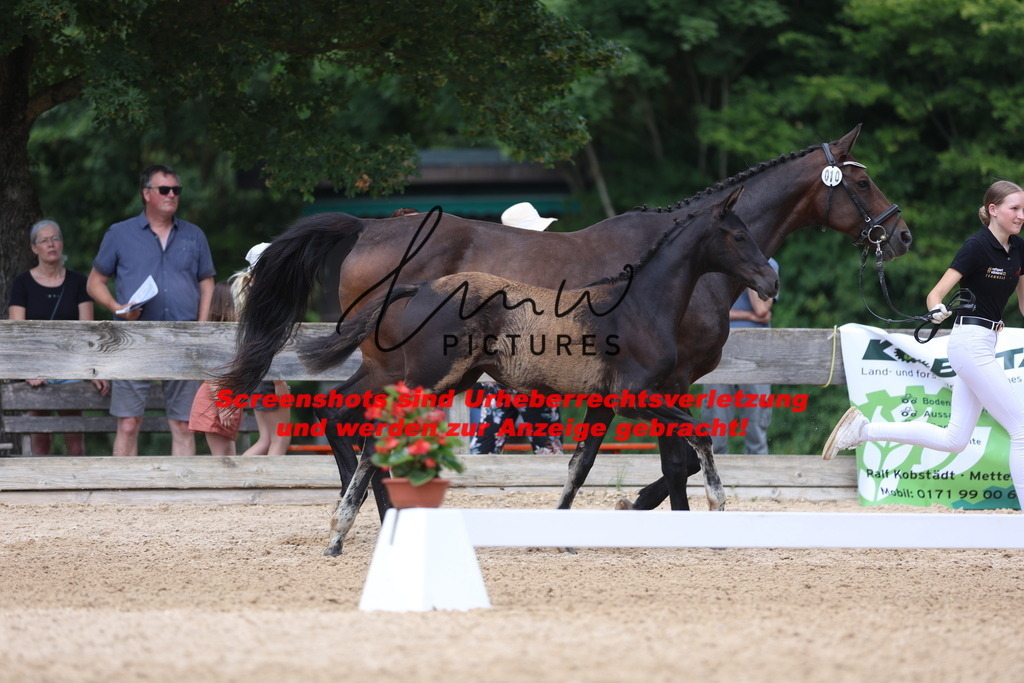 Fohlenschau_Schwäbisch_Hall_dressurbetonte_Fohlen_Goldring_KN 10_2 | lmwpictures - Realisiert mit Pictrs.com