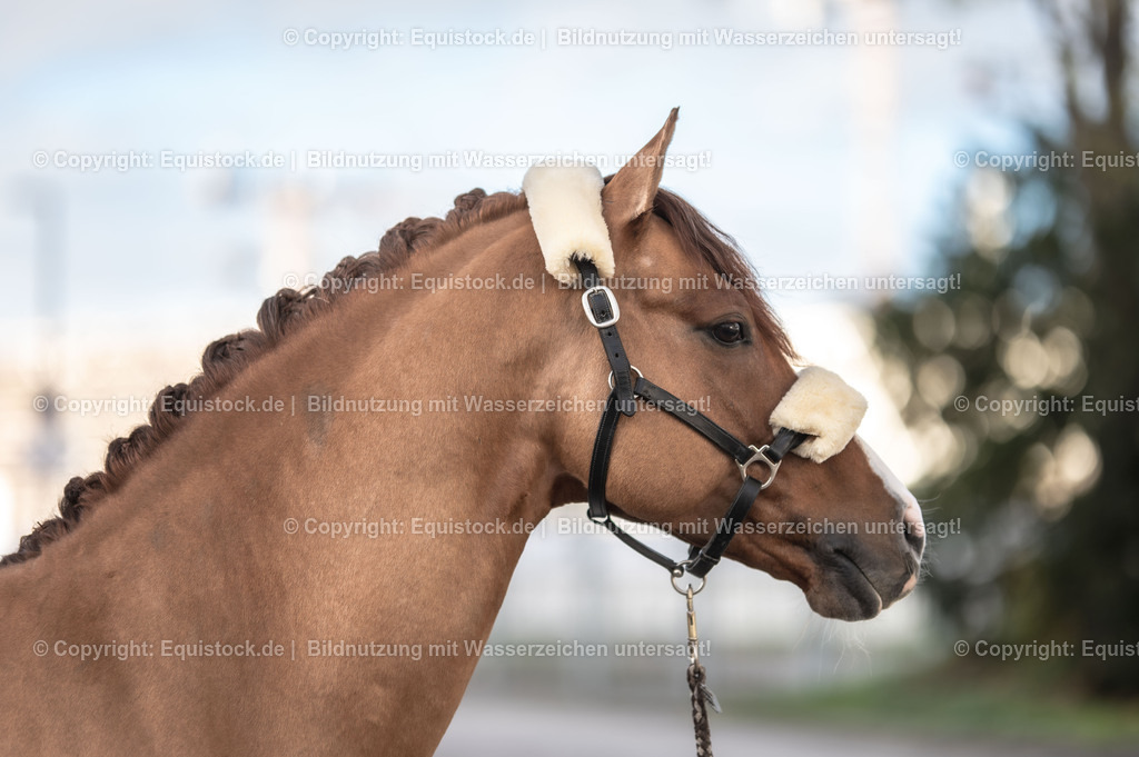 20231115_Ann-Cathrin-Rieg_und_Derrick_0018_TOMsPiC | Foto: Thomas Hartig