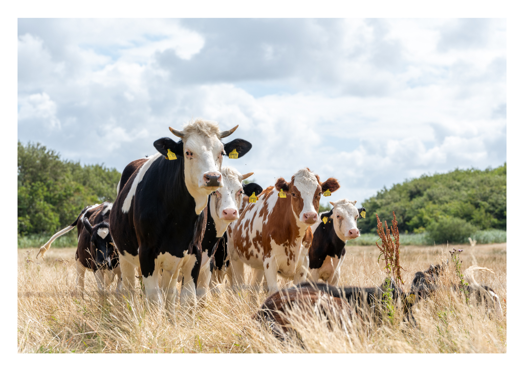 Motiv 96 | Eilun-Art-Fotografie Levke Martens, ihre Fotografin für Immobilien- und Landschaftsfotografie auf Föhr, Föhrer Motive als Poster, Leinwand, hinter Acrylglas oder stelle dir deinen eigenen Monatskalender zusammen, mit nur einem Klick