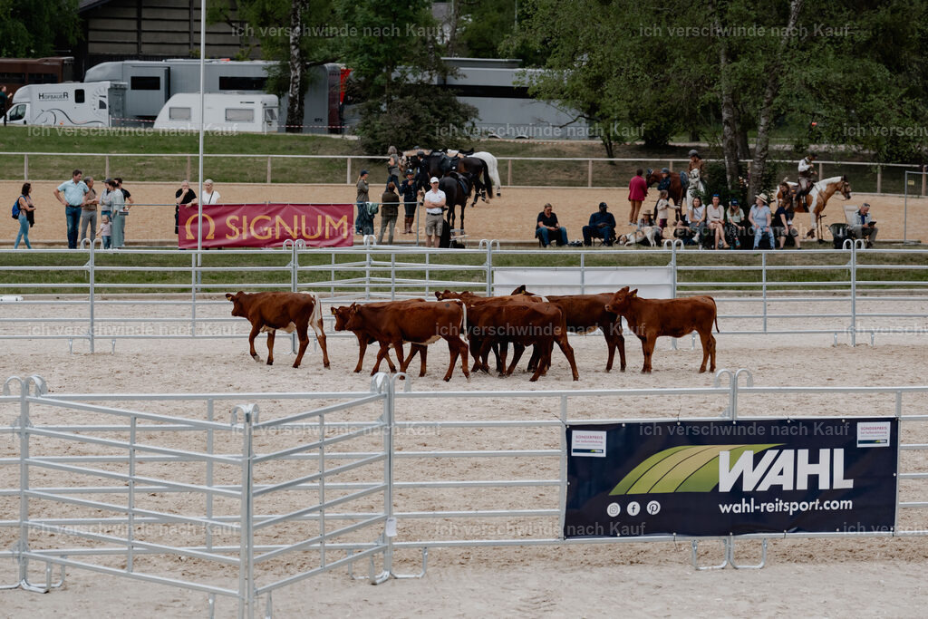 WE__Stoib_Rinder_PI2025_3140 | Pferd International München 2025