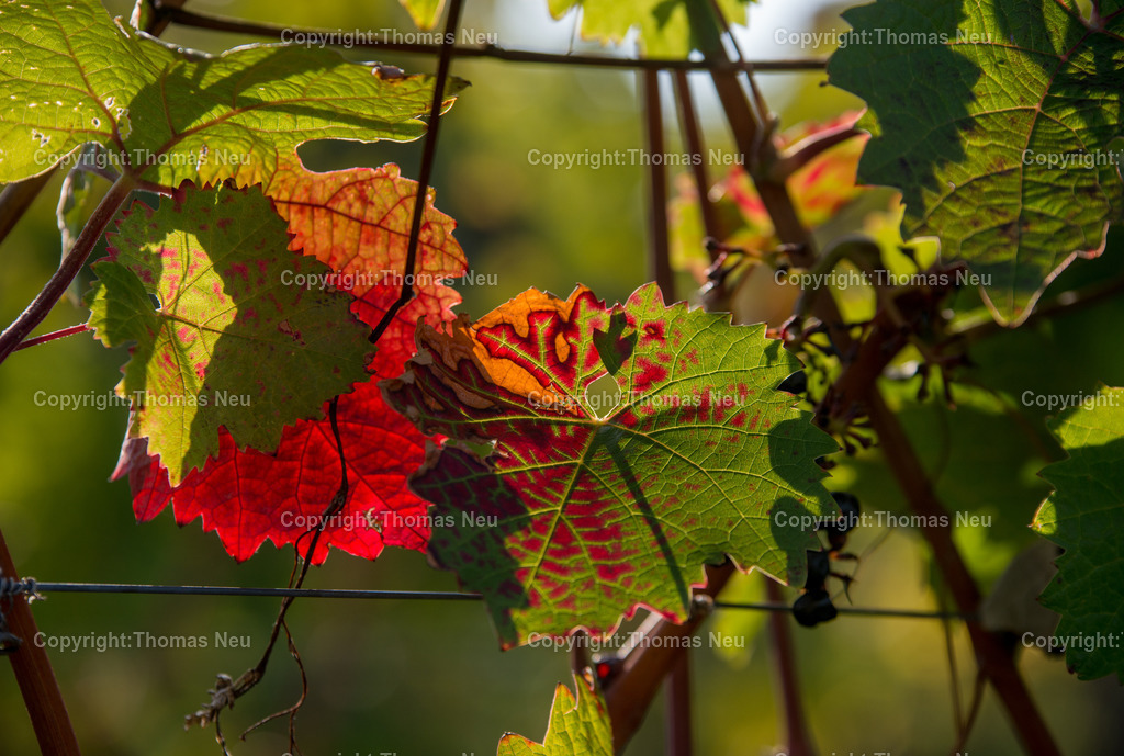Weinblaetter | ,, Bild: Thomas Neu