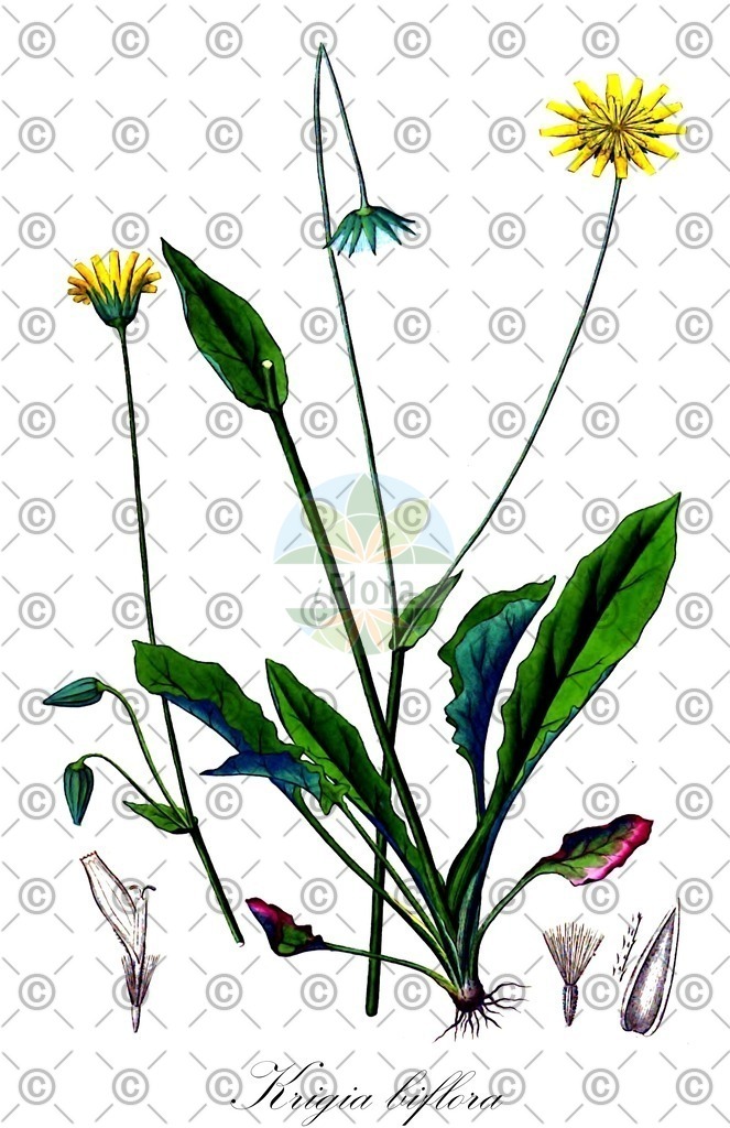 HistAbb_wfo-1000023353_1_ENZY_Simple | Historische Abbildung von Krigia biflora - Asteraceae | Historical Illustration of Krigia biflora - Asteraceae