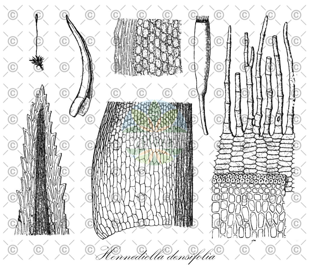 HistAbb_wfo-0001198728_1_ENZY_Simple | Historische Abbildung von Hennediella densifolia - Pottiaceae | Historical Illustration of Hennediella densifolia - Pottiaceae