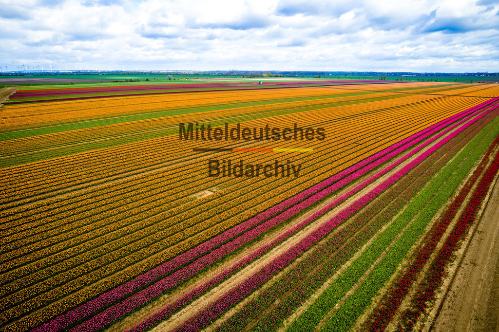 Schwaneberg Tulpen-0034 | Schwaneberg - Realisiert mit Pictrs.com
