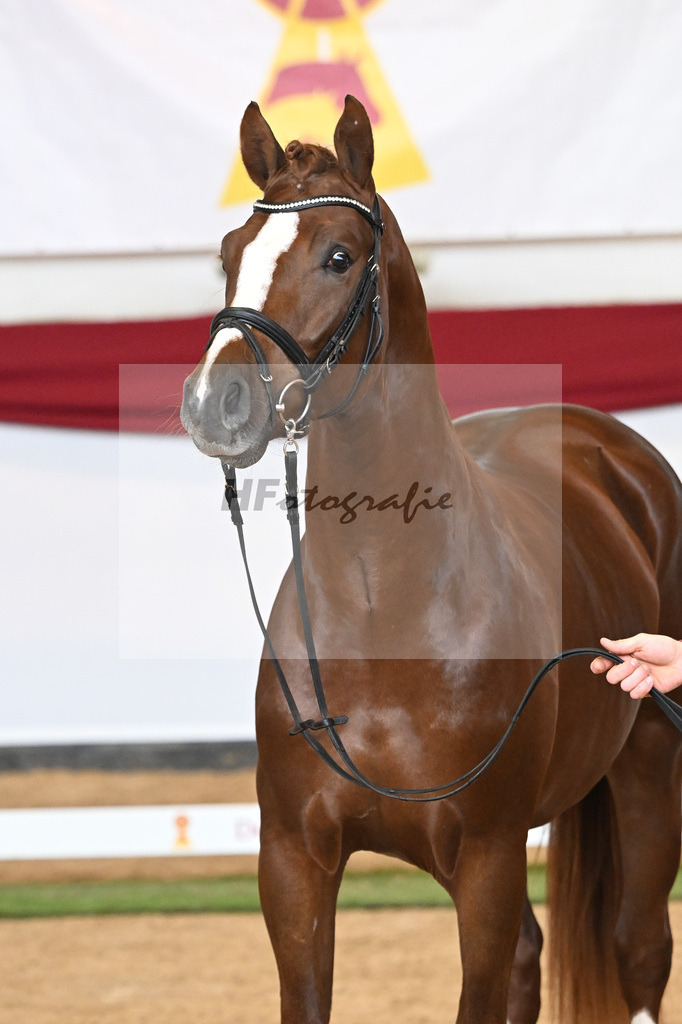 Kat-Nr. 31 Floriscount x Interpol_Schachner_47241618 | hf-fotografie - Realizzato con Pictrs.com