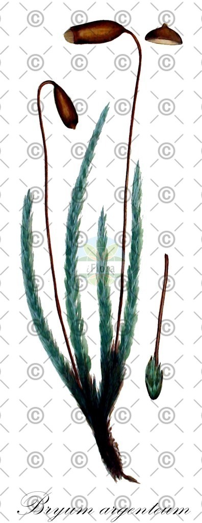 HistAbb_wfo-0001156141_1_ENZY_Simple | Historische Abbildung von Bryum argenteum - Bryaceae | Historical Illustration of Bryum argenteum - Bryaceae