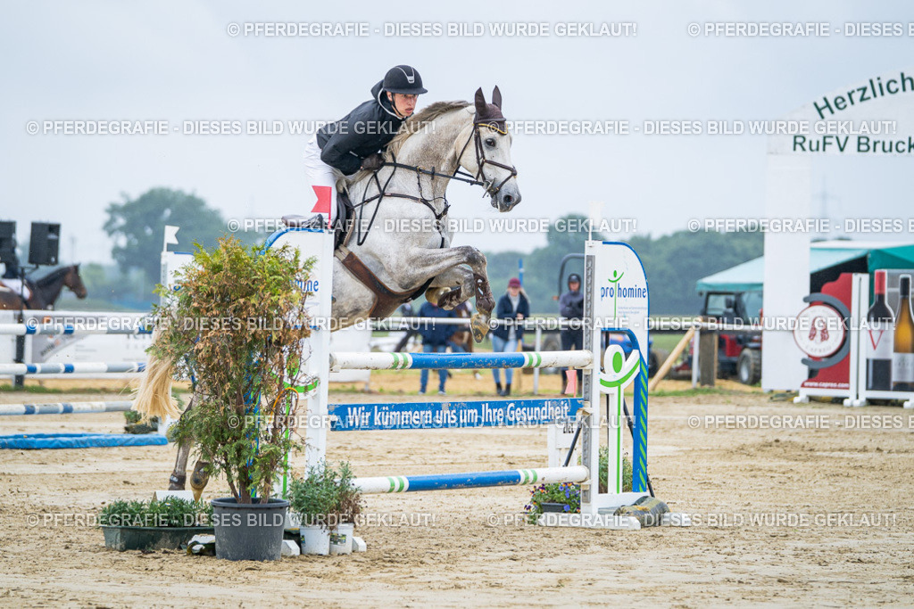 DSC01722 | Pferdegrafie