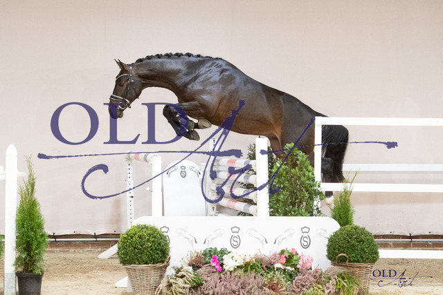 Stakkato Gold - Cornado I - Landor S 53 DE418180149221 DSC_5532_s | <meta name="description" content="★Offizieller Merchandise und Foto-/Videostore des Oldenburger Verbandes.★ ✅Jetzt auch digital Ausdrucke erhältlich." />
<meta name="keywords" content="Merchandise Foto-/Videostore Oldenburger Verband Photographie 