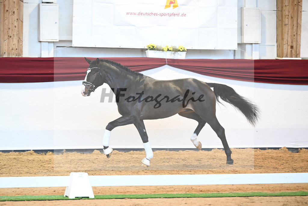 Kat-Nr. 47 v. Rivero II_Wanner_66222056 | hf-fotografie - Realisiert mit Pictrs.com