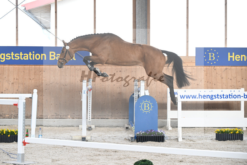 Kat-Nr. 92 C-Simba v. Camargo_Juenger GbR_5250599 | hf-fotografie - Realisiert mit Pictrs.com