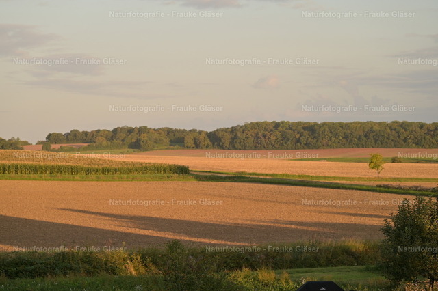 Schatten | Naturfotografie Frauke Gläser - Realisiert mit Pictrs.com