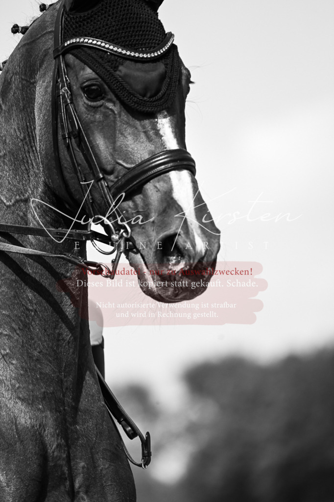 DSC_3264 | Pferde- und Turnierfotografie in Westsachsen. Pferdeportraits, Auftragszeichnungen und intuitive Kunst.