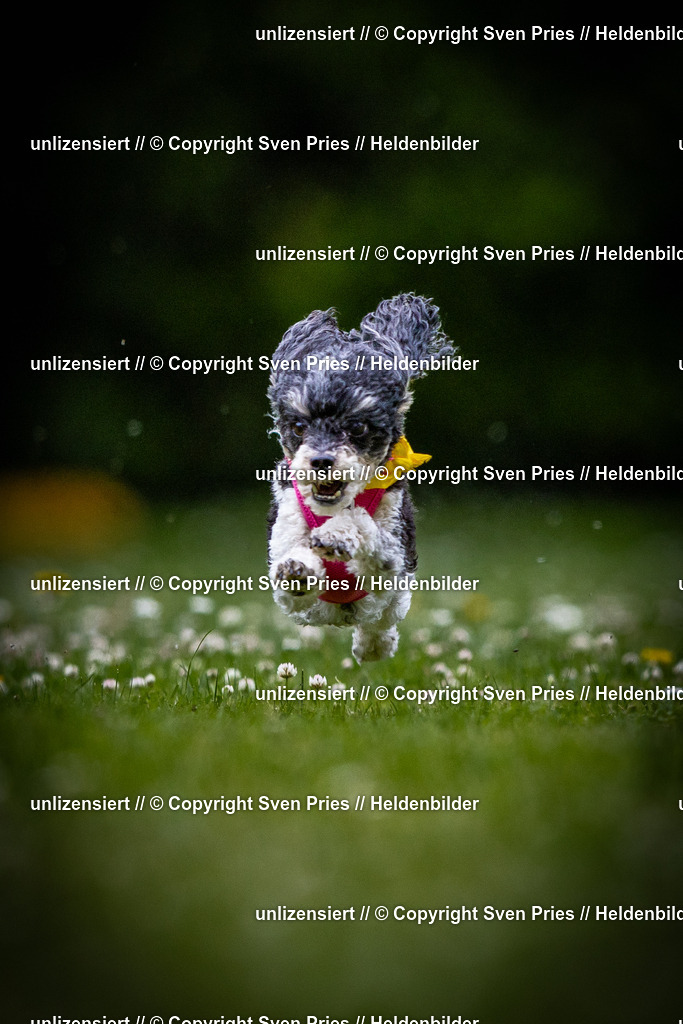 Sven Pries | 2025-05-29 - Pudelrennen KA-Durlach - Realisiert mit Pictrs.com