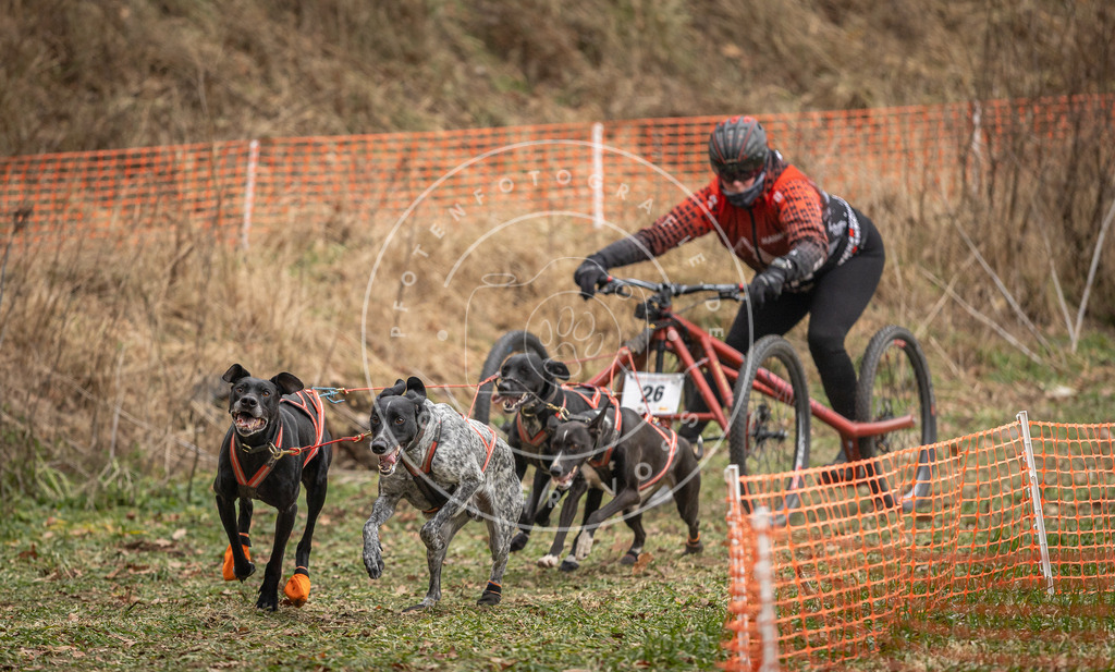 Pfotenfotografie_DV3A7927 | Hundefotografie, Tierfotograf, Pfotenfotografie, Fotoshooting Hund, Hunde Portrait, Hundesport, Hundeportraits, Heideshooting, Hunde, Sportfotograf, Hundefotograf, Turnierhundsport, THS,  - Realisiert mit Pictrs.com