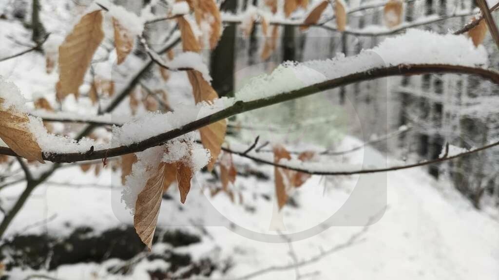 IMG_20210114_153632 | pfalznatur - Realisiert mit Pictrs.com