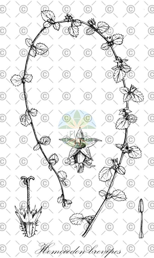HistAbb_4YCD_1_ENZY_Simple | Historische Abbildung von Homocodon brevipes - Campanulaceae | Historical Illustration of Homocodon brevipes - Campanulaceae