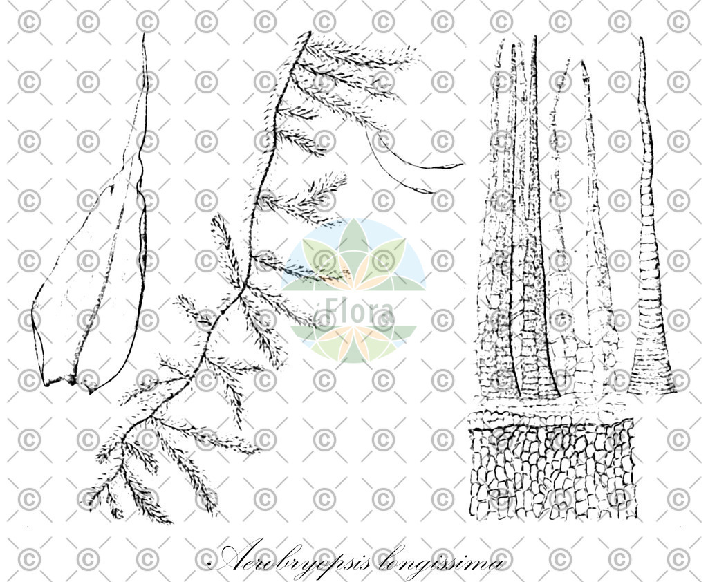 HistAbb_wfo-0001147887_1_ENZY_Simple | Historische Abbildung von Aerobryopsis longissima - Meteoriaceae | Historical Illustration of Aerobryopsis longissima - Meteoriaceae