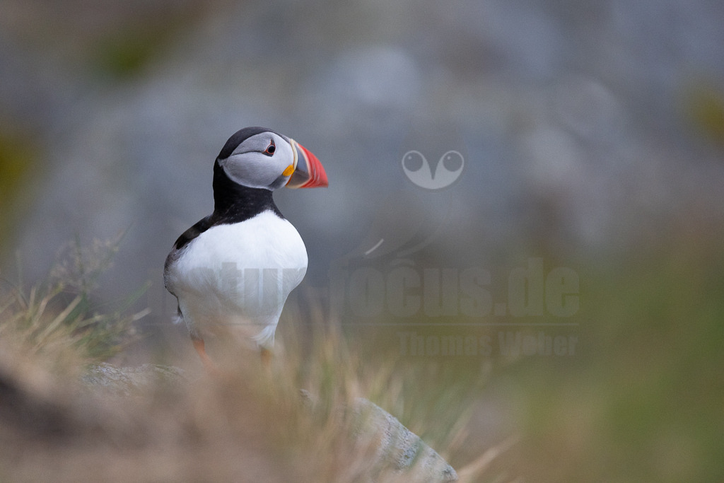 R5NF2988-20230719 | Der Papageitaucher – auch Papageientaucher oder Puffin genannt – ist eine Vogelart aus der Familie der Alkenvögel. Die Art brütet in Erdhöhlen an und auf Klippen oder an deren Fuß im Nordatlantik sowie im westlichen Nordpolarmeer. - Realisiert mit Pictrs.com