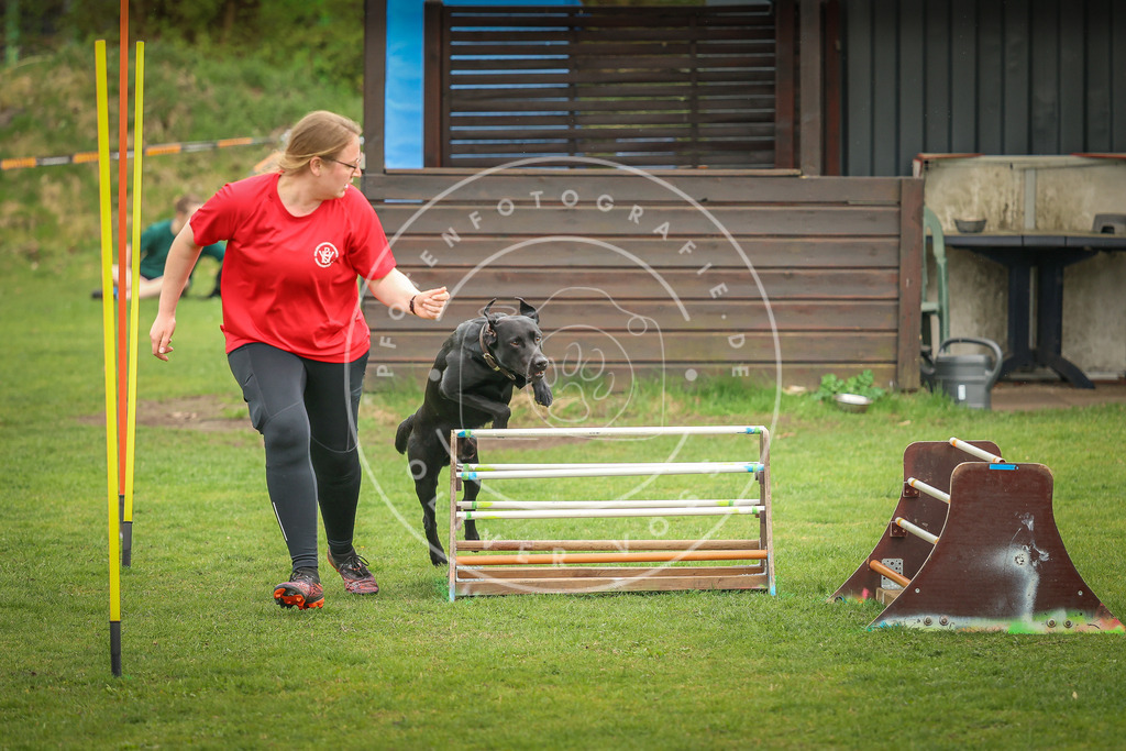 Pfotenfotografie_0L8A1042 | Hundefotografie, Tierfotograf, Pfotenfotografie, Fotoshooting Hund, Hunde Portrait, Hundesport, Hundeportraits, Heideshooting, Hunde, Sportfotograf, Hundefotograf, Turnierhundsport, THS,  - Realisiert mit Pictrs.com